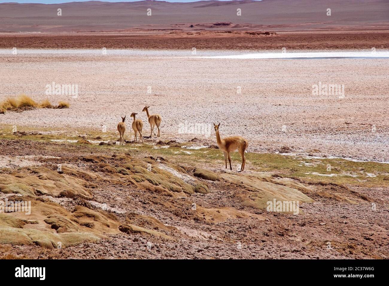 Vicunas at the Ojos de Mar close the town of Tolar Grande in Puna, Argentina. Ojos de Mar is a group of small water bodies characterized by a blue col Stock Photo