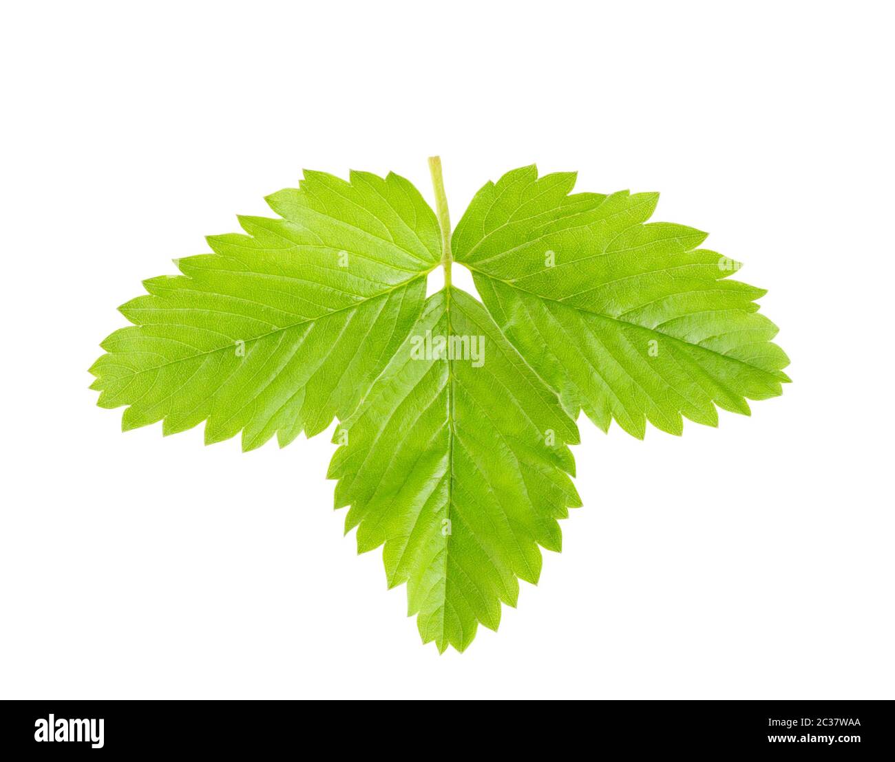 Strawberry leaves on a branch isolated on white background Stock Photo