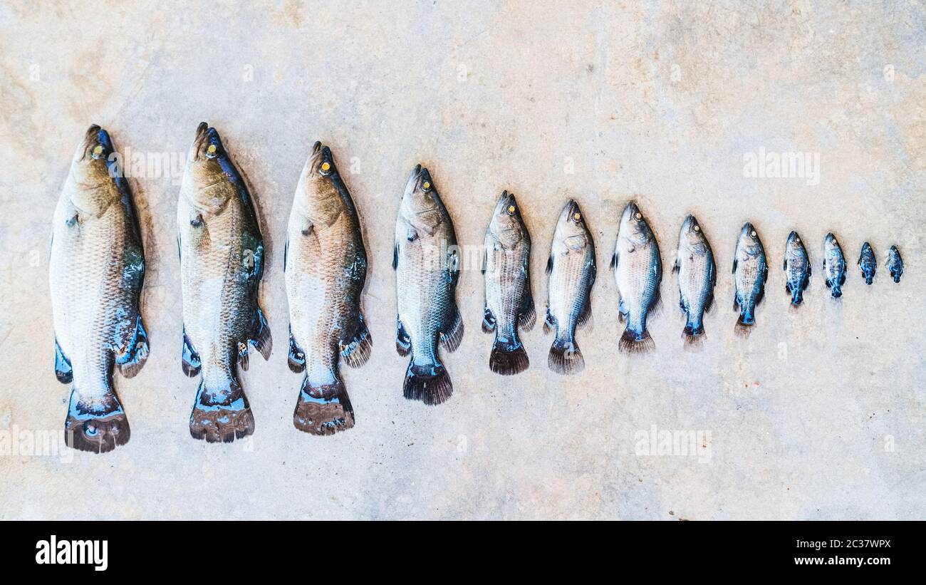 In a row, fish of different sizes. Stages of fish growth Stock Photo