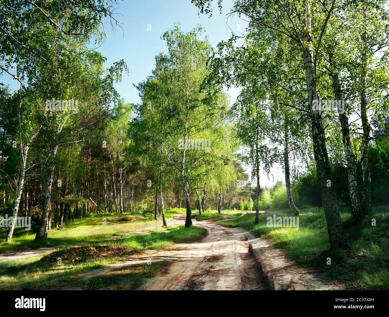 Country road in the forest under the green trees and blue sky Stock ...