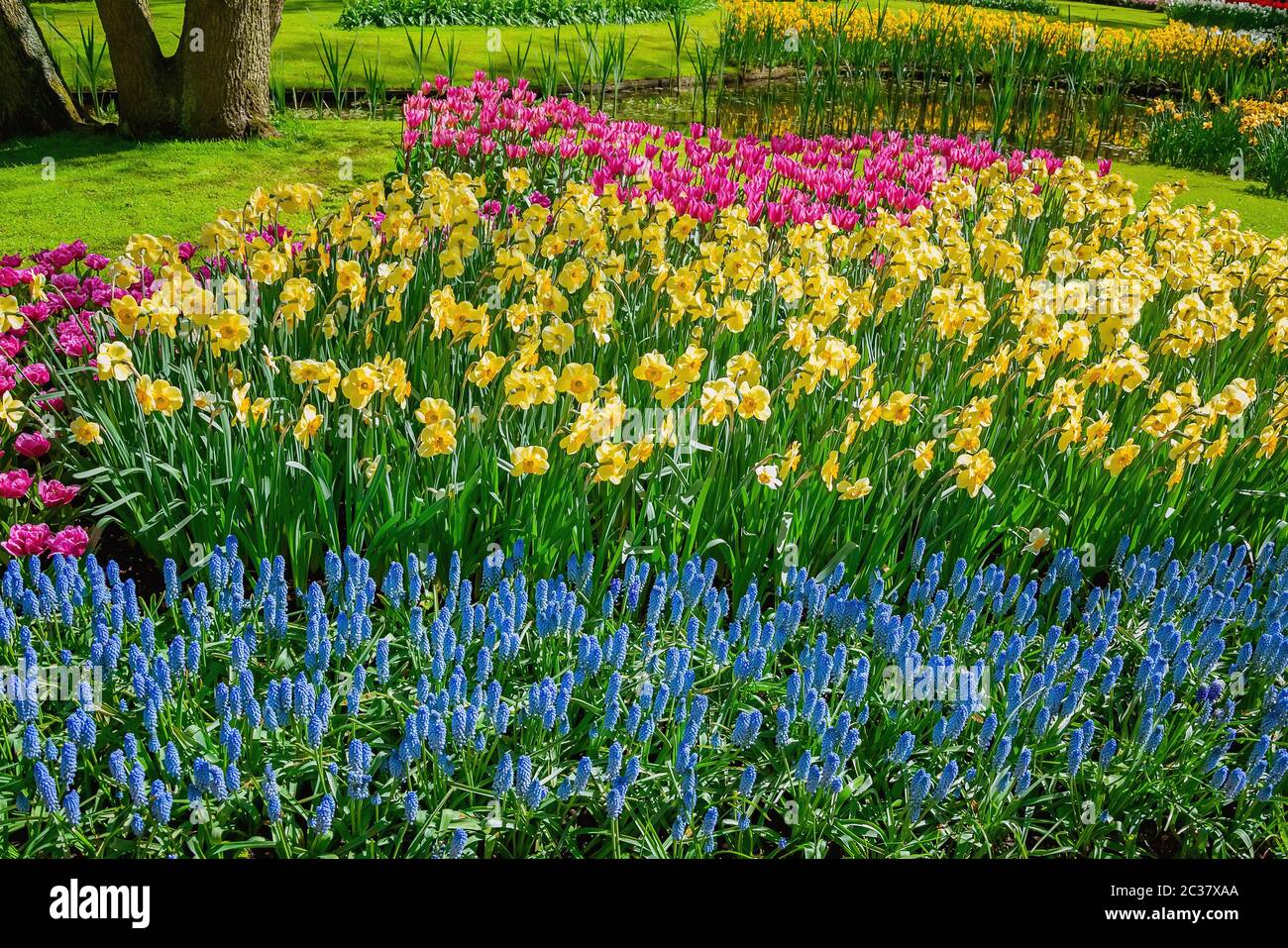 Flowerbed of narcissus and tulips Stock Photo