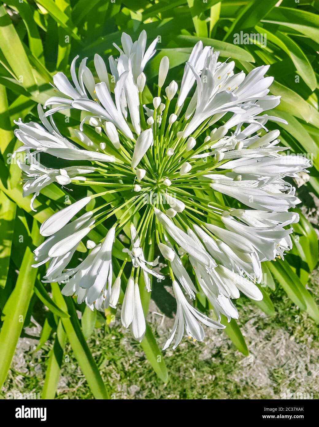 Top View White Radial Flower Stock Photo Alamy