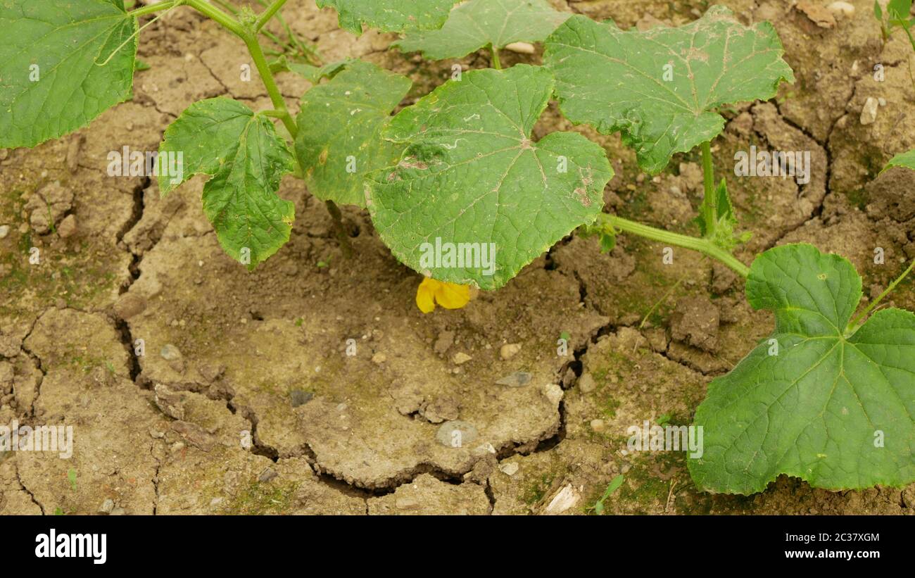 Very drought dry field land with cucumber Cucumis sativus gourd
