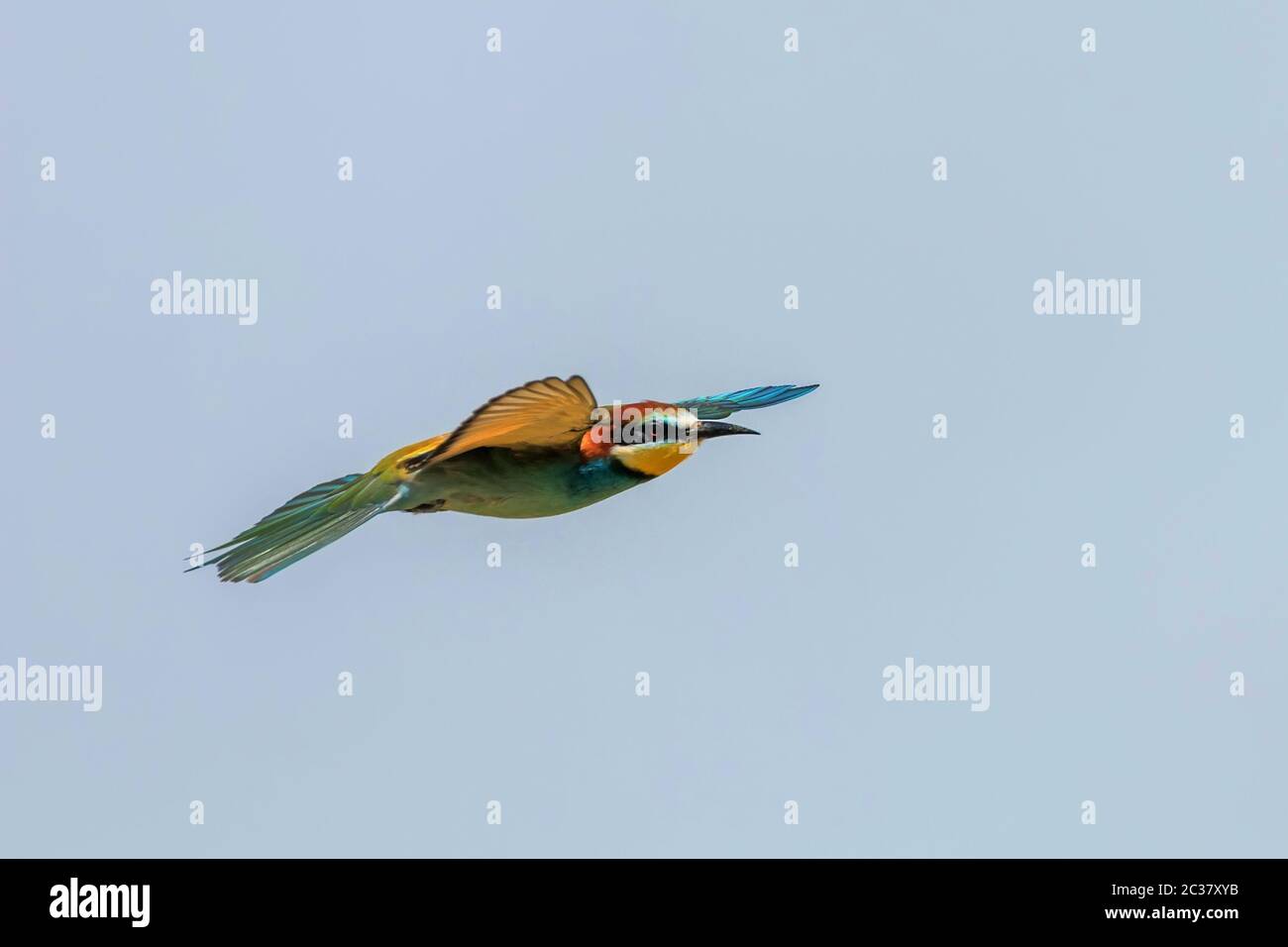 European Bee Eater In Flight Merops Apiaster Stock Photo Alamy