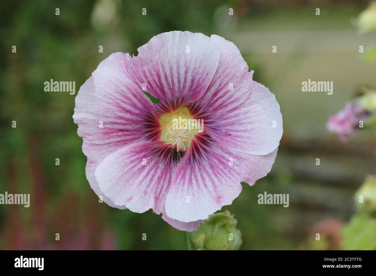 Hollyhock Red High Resolution Stock Photography And Images Alamy