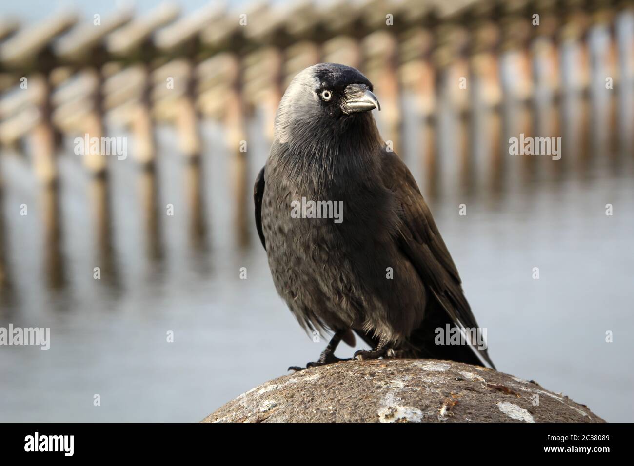 Portrait of a jackdaw, the jackdaw is a songbird species and belongs to the ravens Stock Photo
