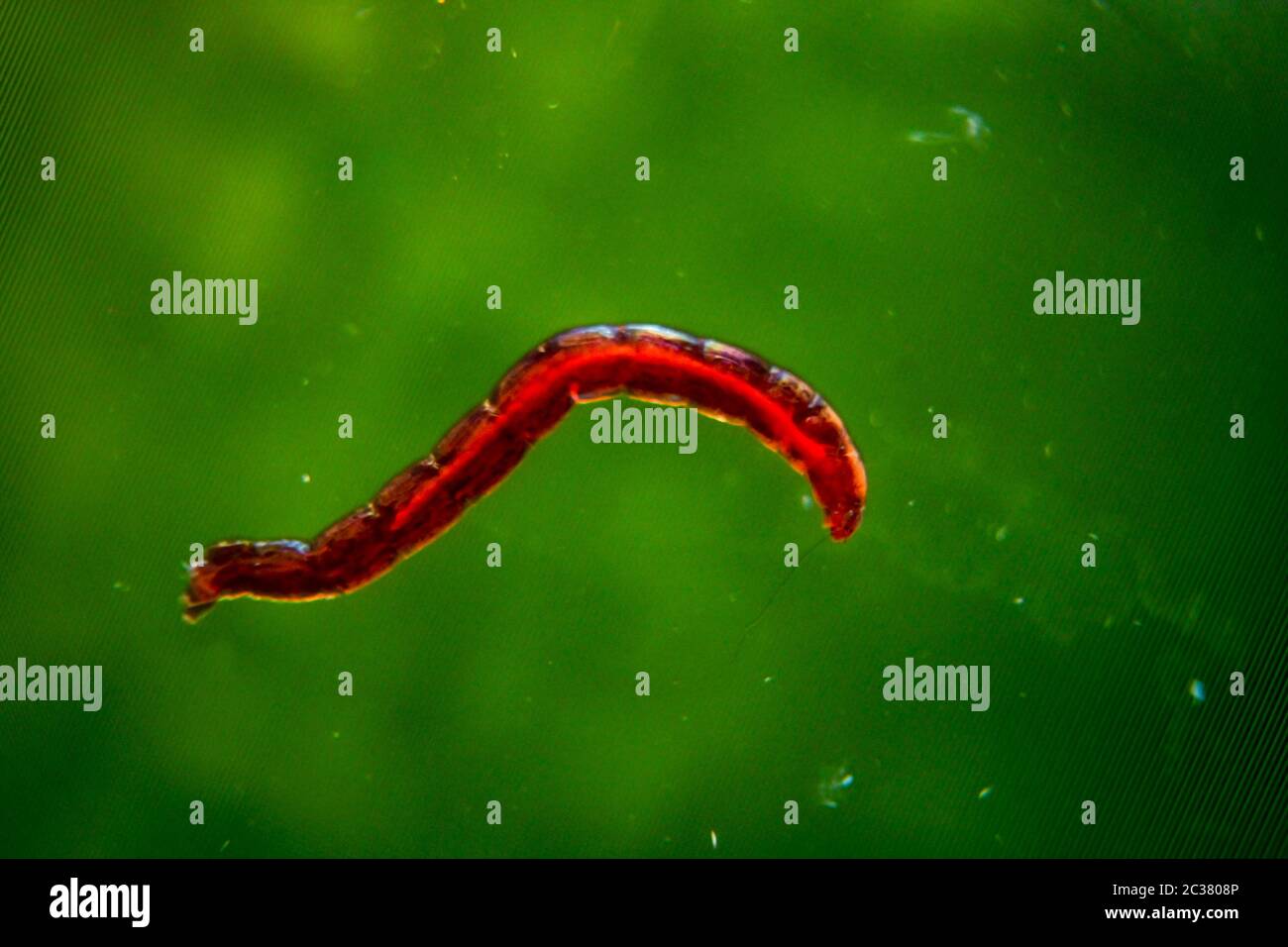 a macro of a small red mosquito larva Stock Photo - Alamy