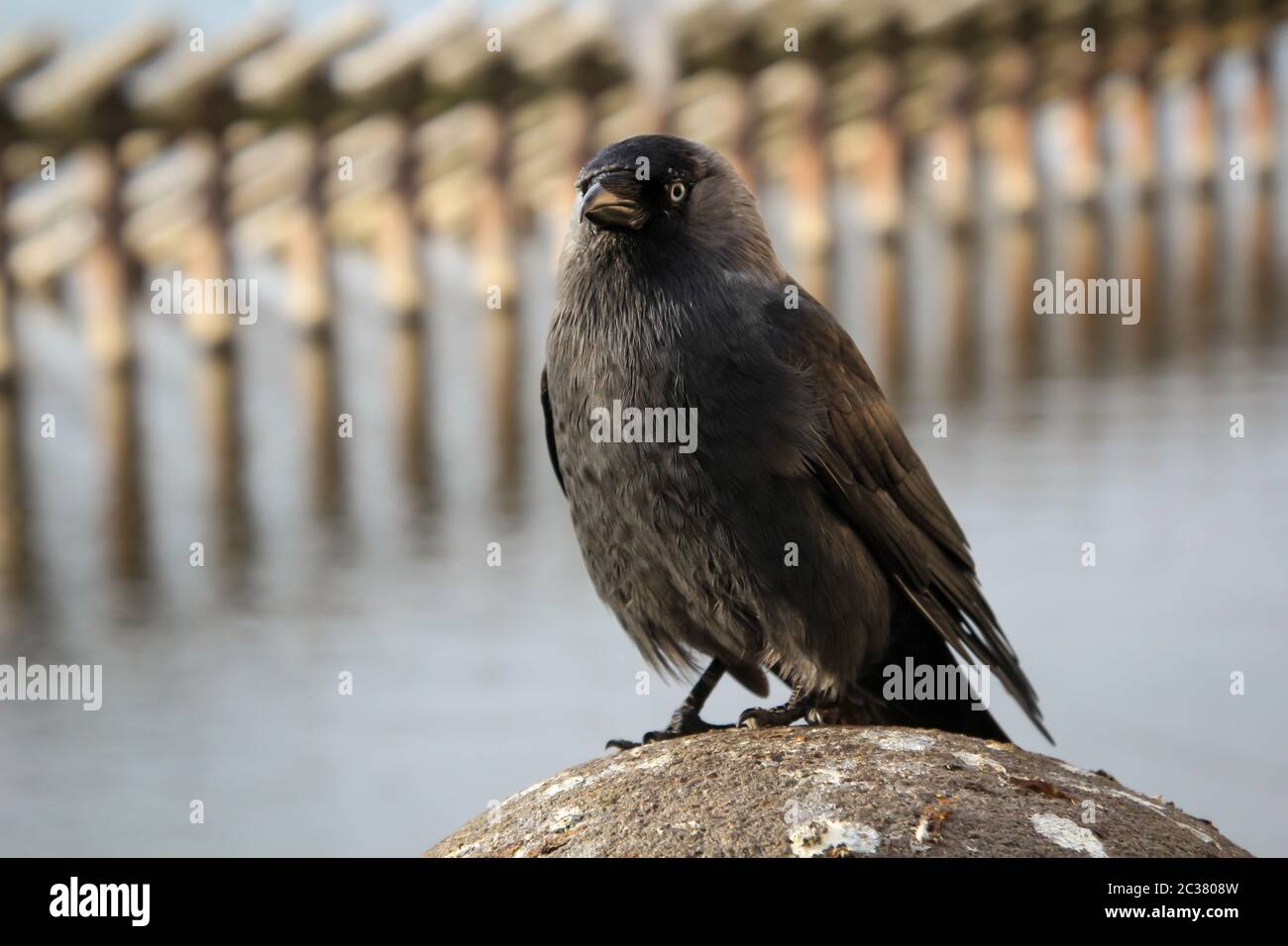 Portrait of a jackdaw, the jackdaw is a songbird species and belongs to the ravens Stock Photo