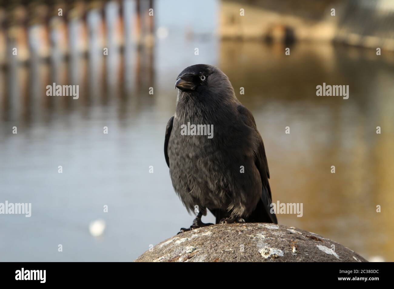 Portrait of a jackdaw, the jackdaw is a songbird species and belongs to the ravens Stock Photo