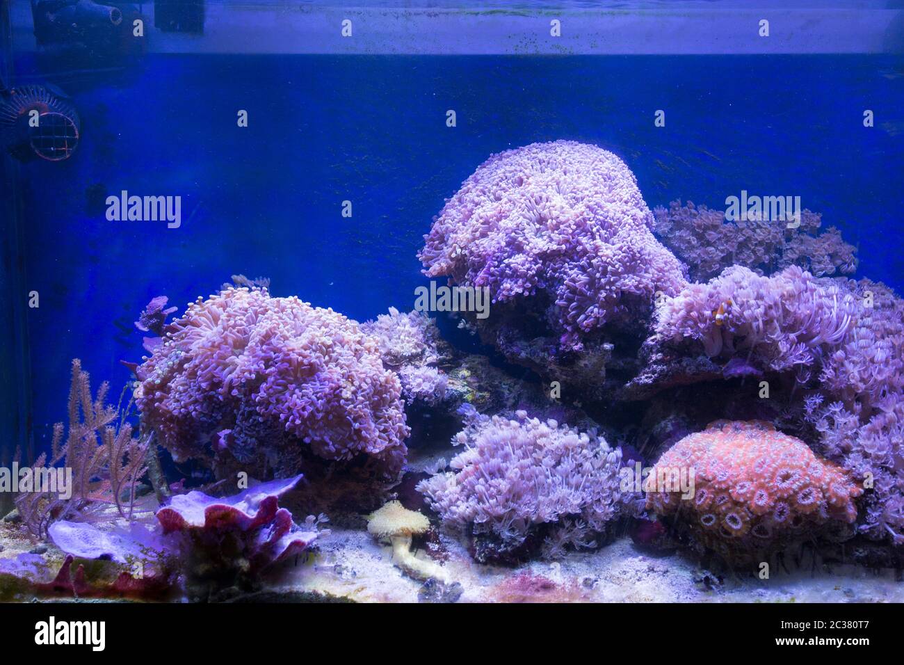 coral led lights
