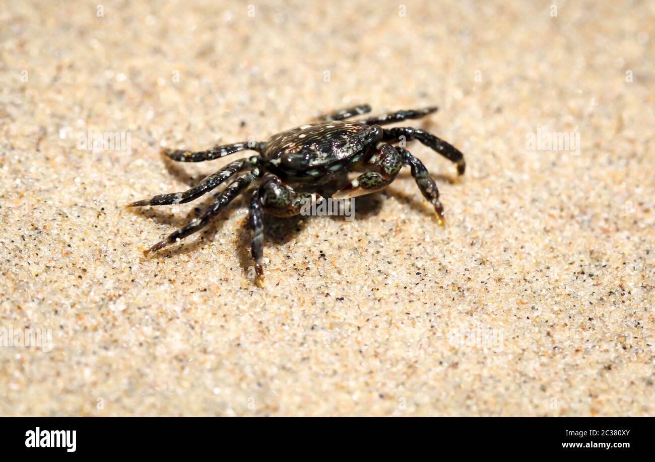 a small crab on the beach on the Pacific Ocean Stock Photo Alamy