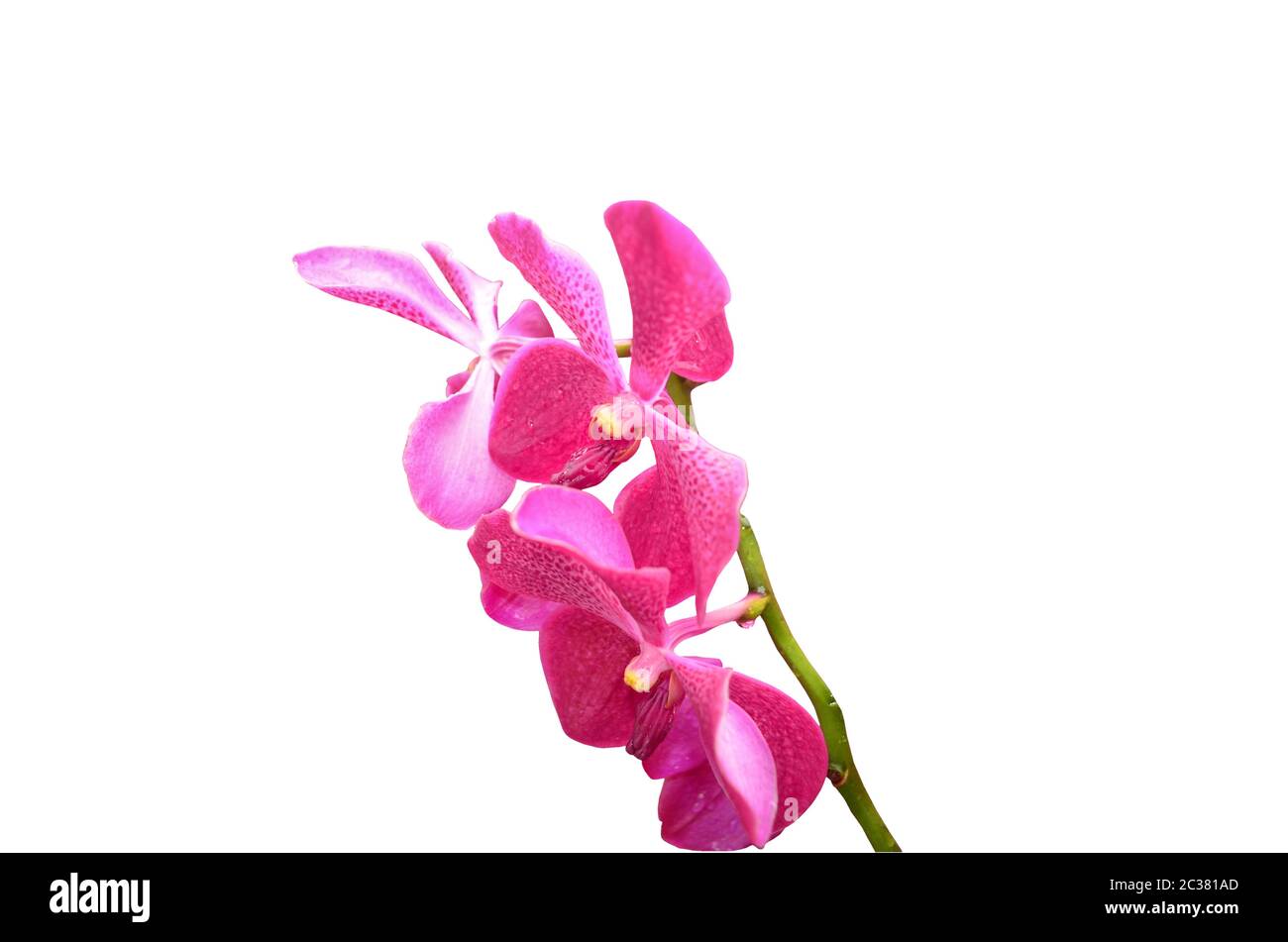 Beautiful pink orchid isolated on the white background Stock Photo - Alamy
