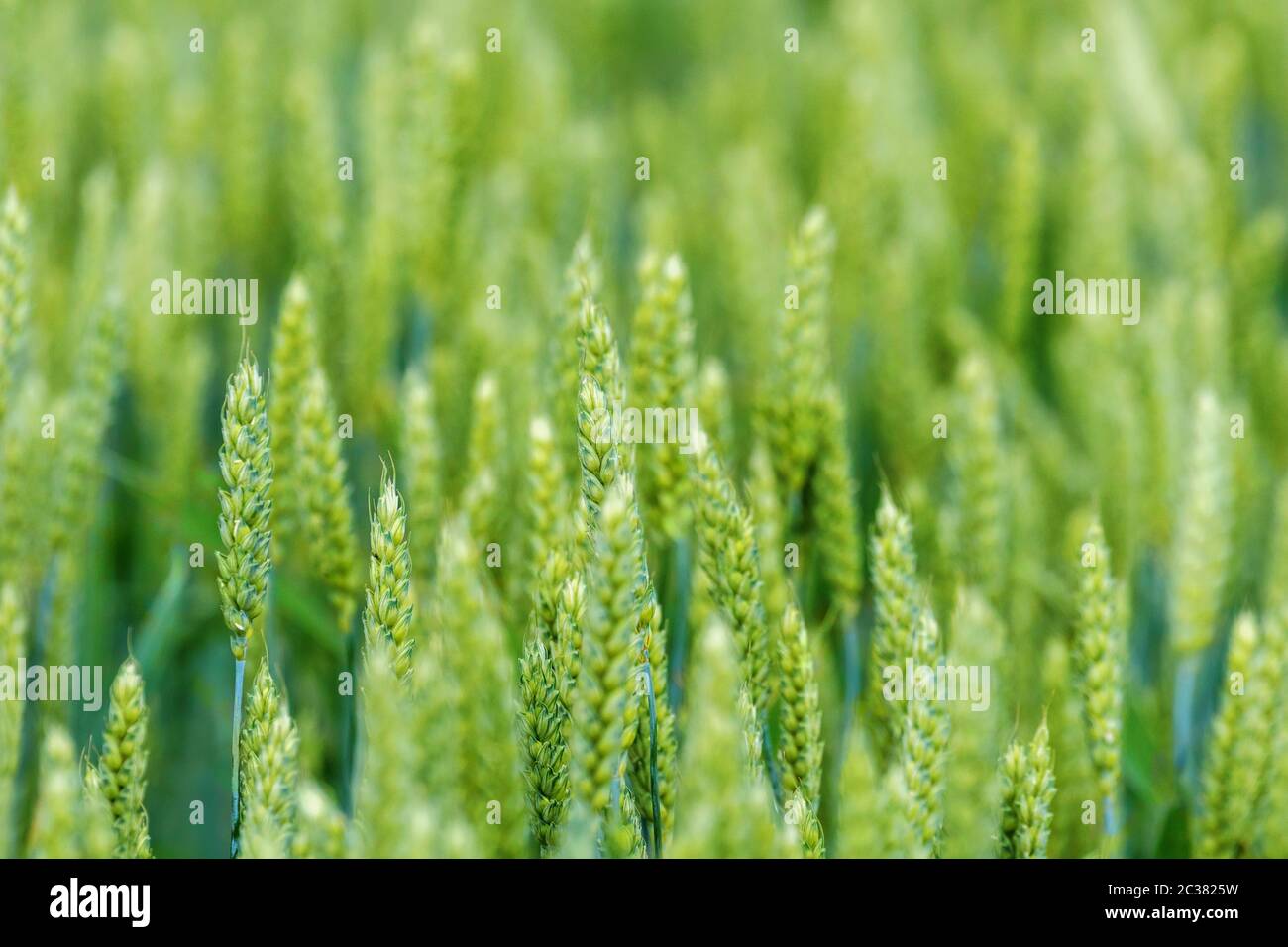 Young Wheat, Green Wheat Seedlings growing in a field Stock Photo