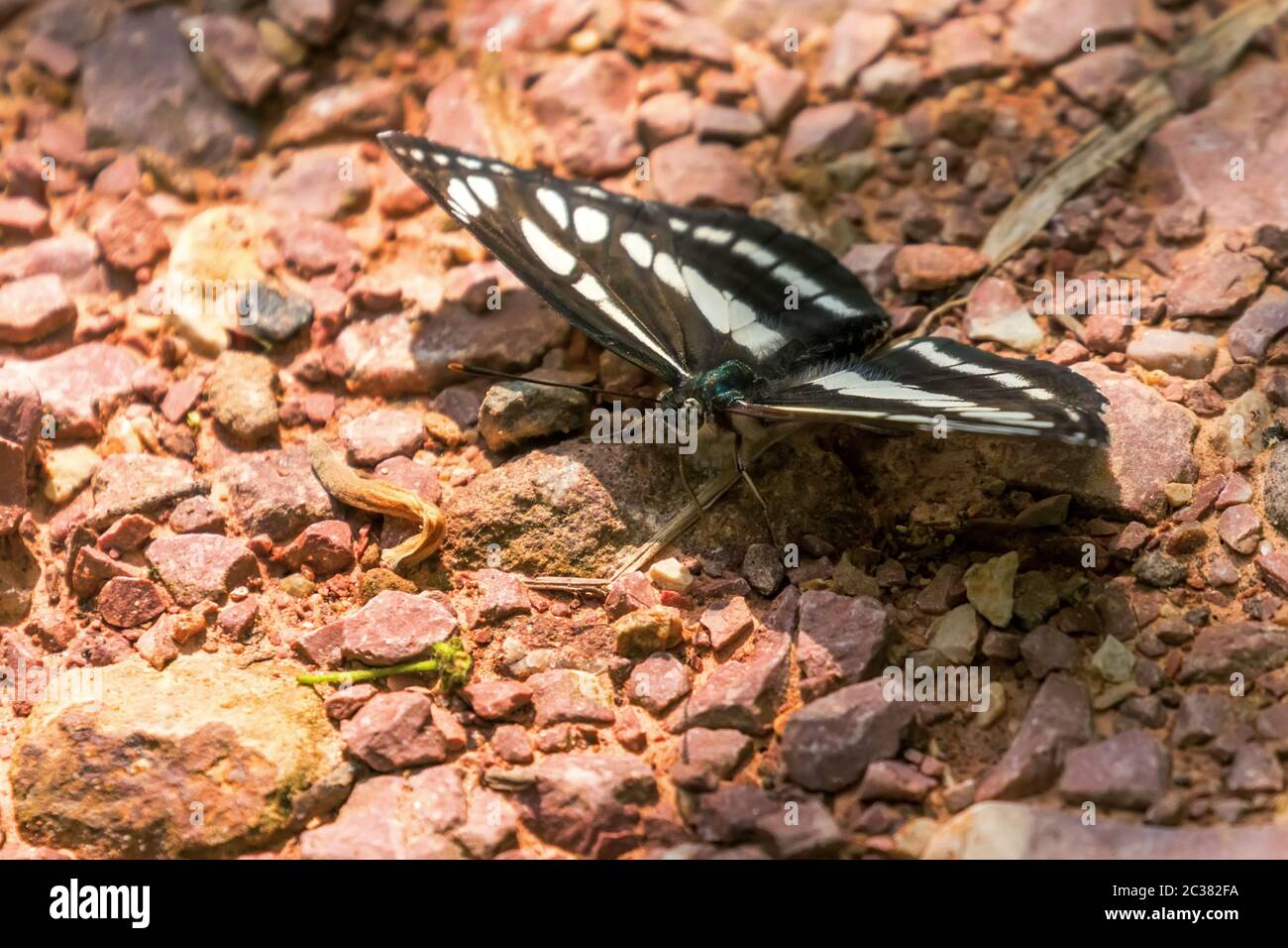 Common glider butterfly hires stock photography and images Alamy