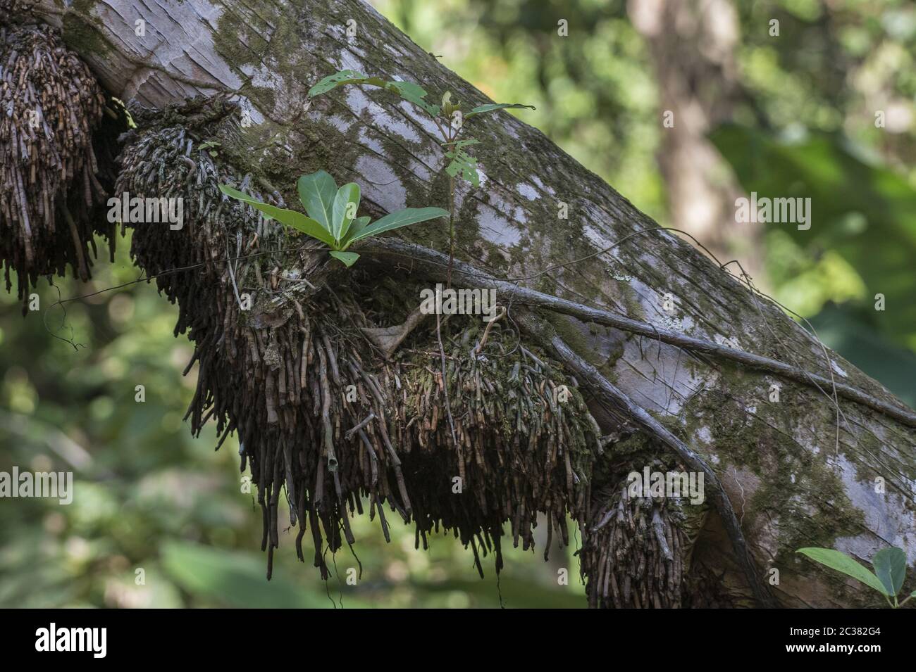 Young Strangler Fig, Ficus aurea, Moraceae, Corcovado National Park, Osa Peninsula, Costa Rica, Centroamerica Stock Photo