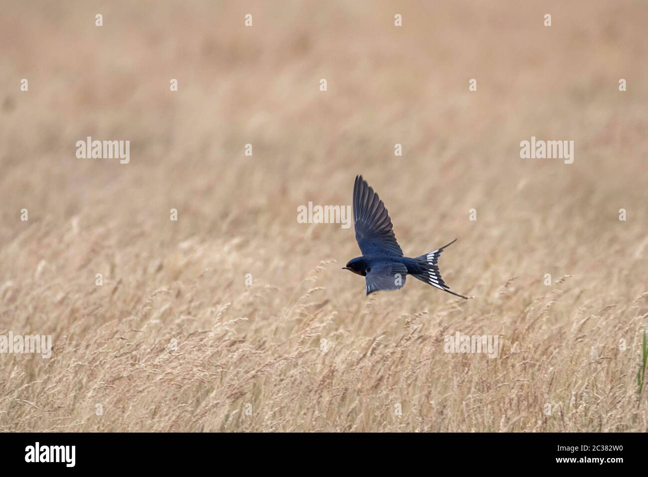 Barn Swallow Flight High Resolution Stock Photography and Images - Alamy