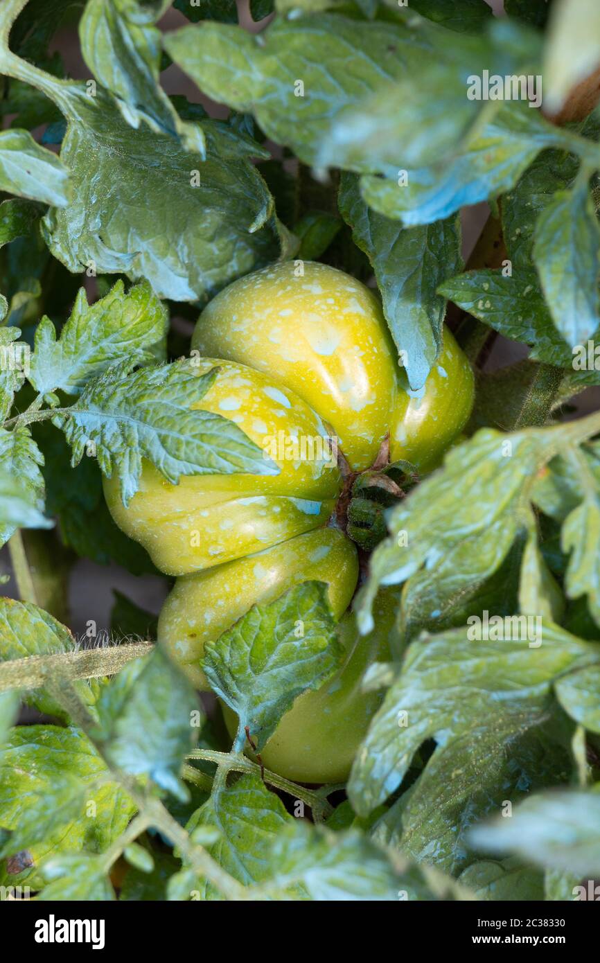 Tomato plant with Bordeaux mixture to protect against fungus Stock Photo