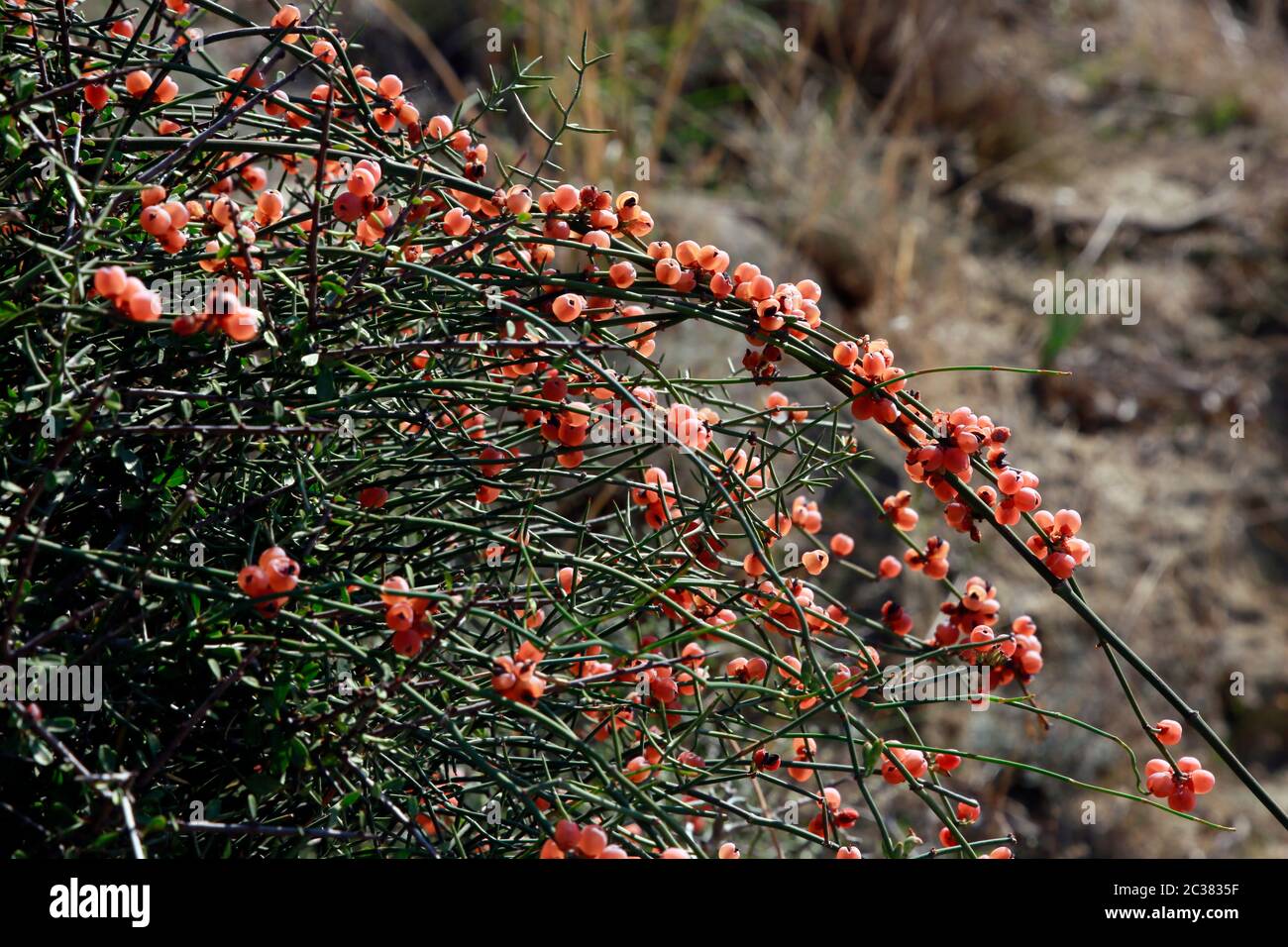 Meerträubel (Ephedra foeminea) mit roten, reifen Früchten, Bafra, Türkische  Republik Nordzypern Stock Photo - Alamy