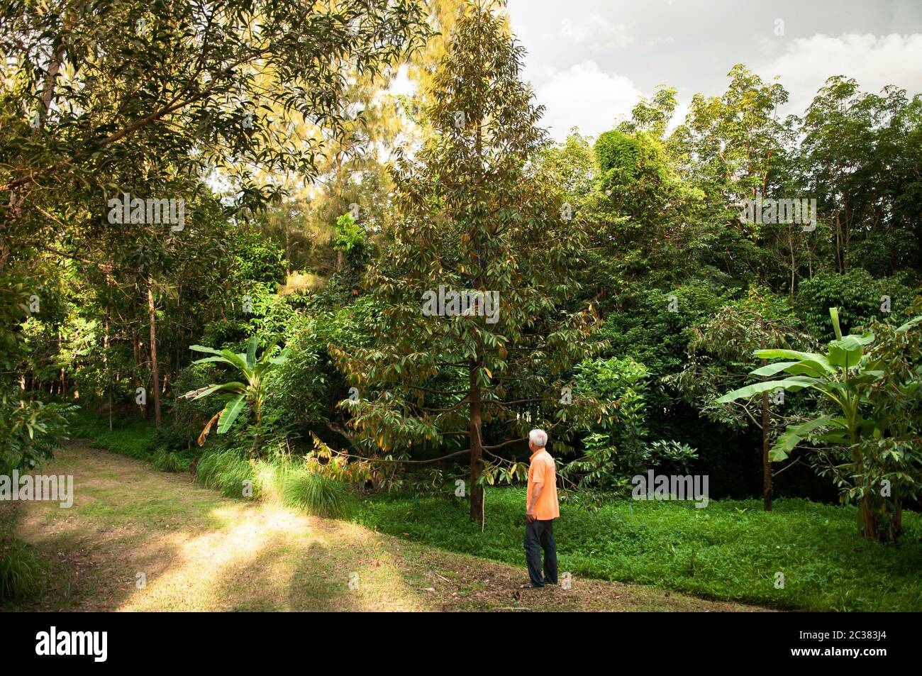 MAY 20, 2018 Hua Hin, Thailand - Durian tree in lush green tropical orchard in Thailand with farmer against warm evening sunlight Stock Photo
