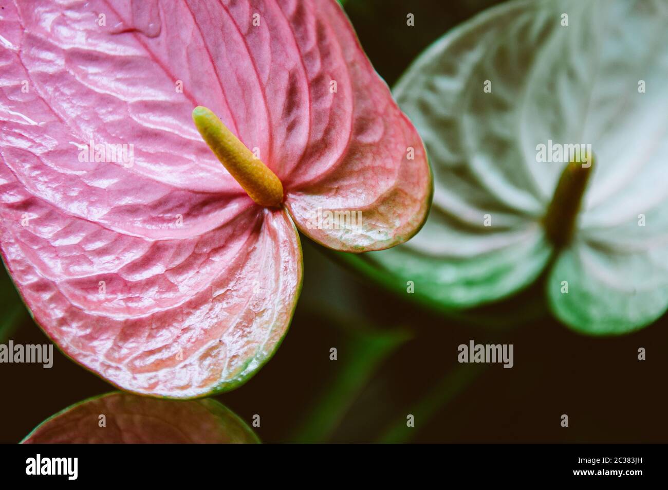 Pink Anthurium flower or Flamingo Flower with lush dark green leaves background. close up detail Stock Photo
