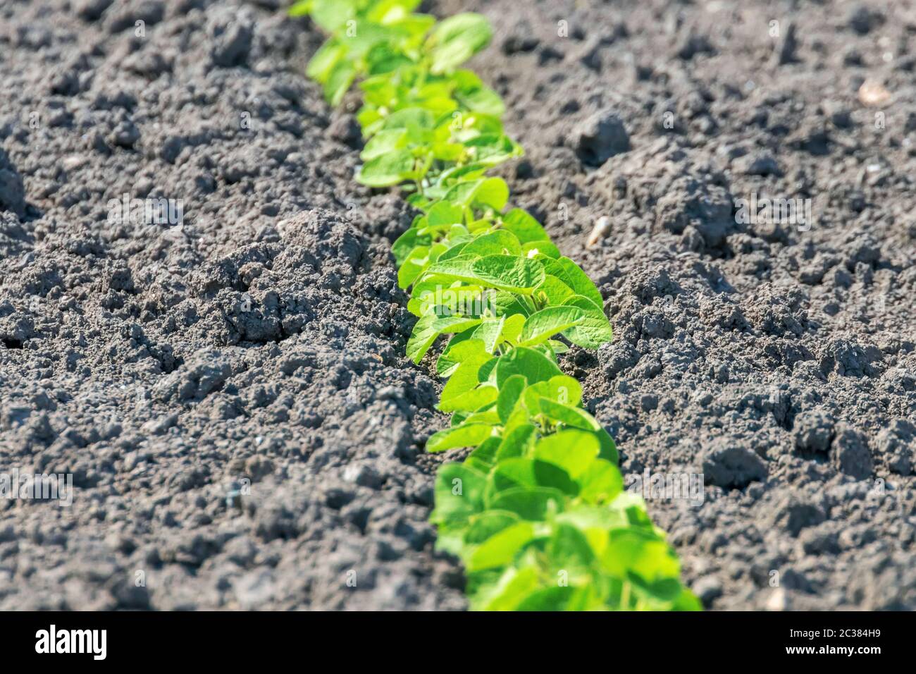 Young soybean crop usa hi-res stock photography and images - Alamy