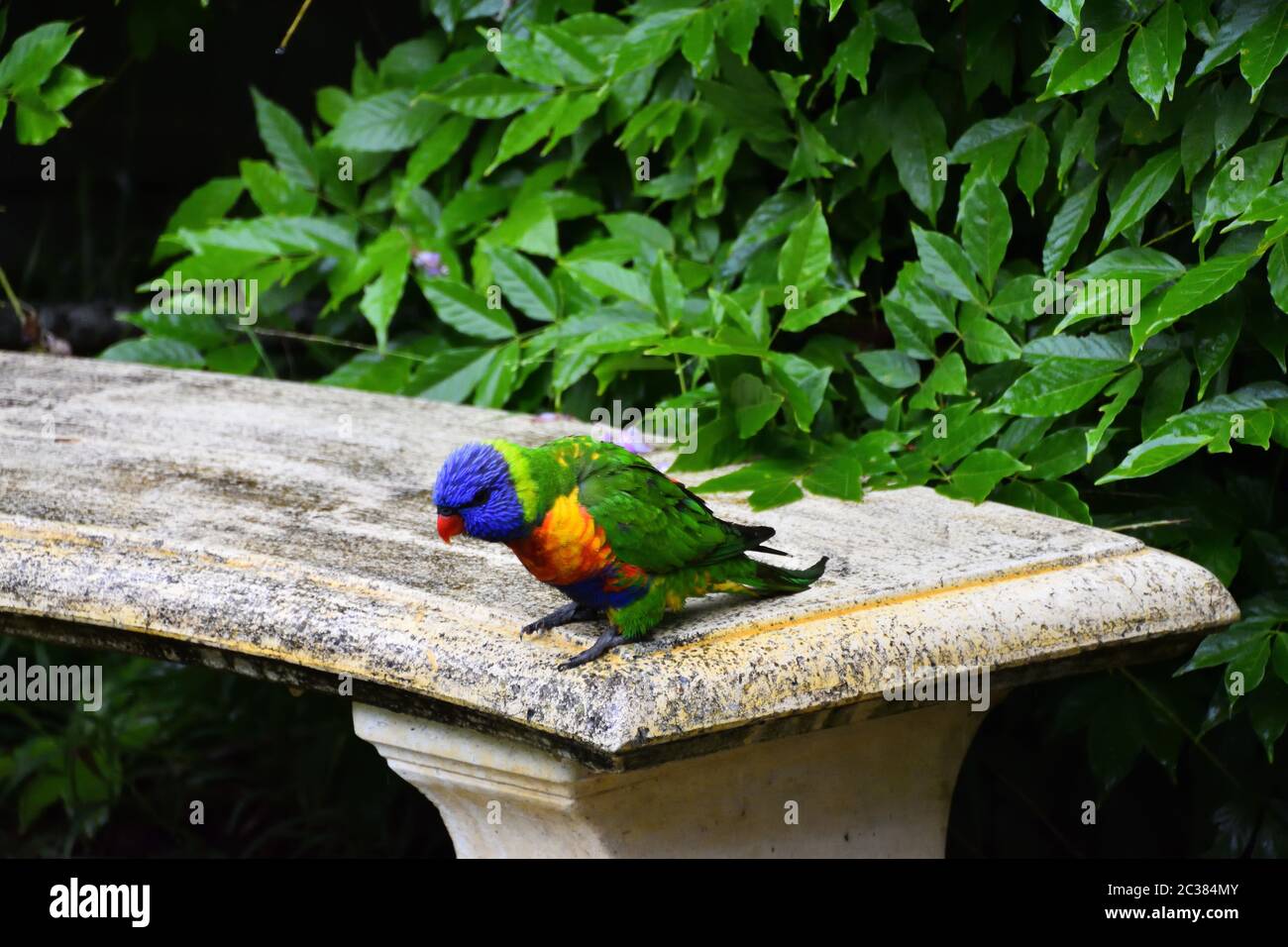 A wild Rainbow Lorikeet on a stone seat Stock Photo