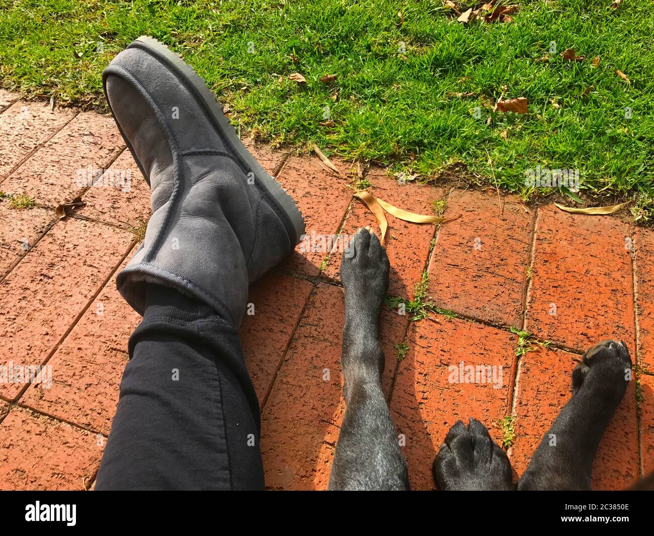 Labrador feet hires stock photography and images Alamy