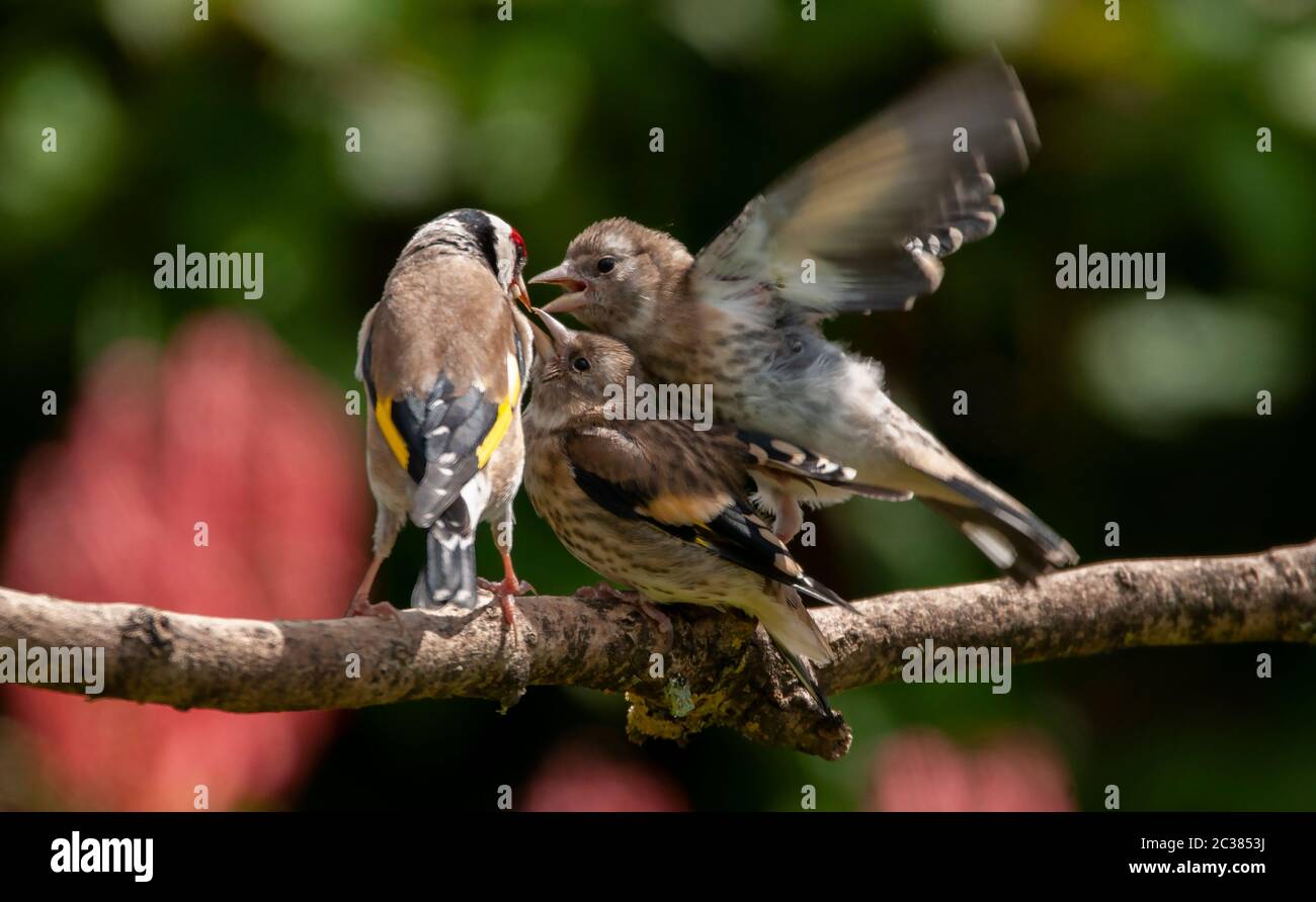 Adult Goldfinch feeding a pair of fledglings who are competing for attention Stock Photo