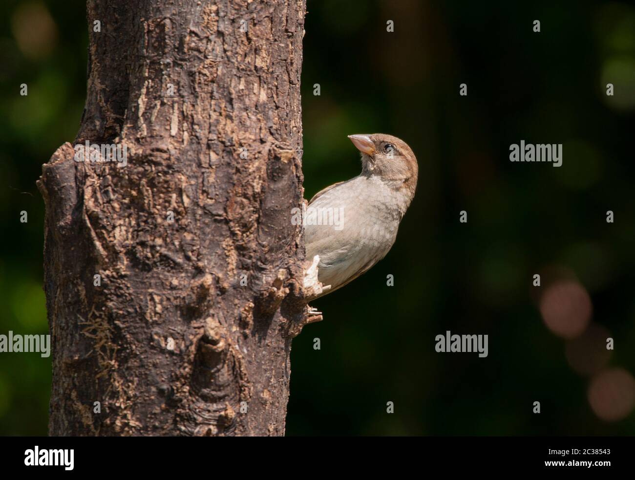 Female house sparrow on tree trunk Stock Photo