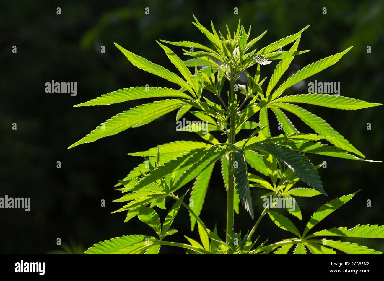 Green background of leaves. Young cannabis plant 2 Stock Photo