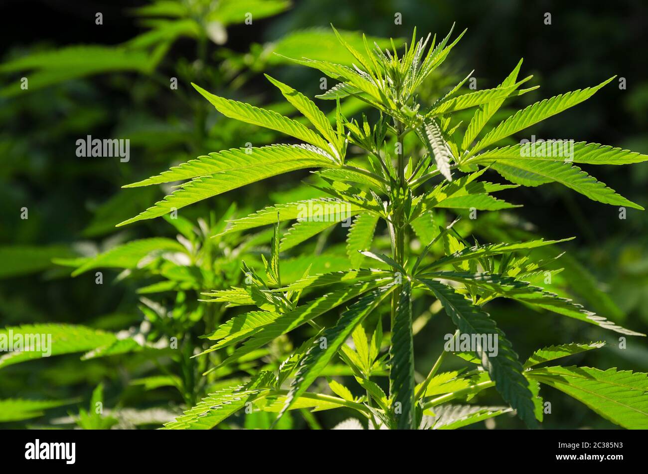 Green background of leaves. Young cannabis plant 3 Stock Photo