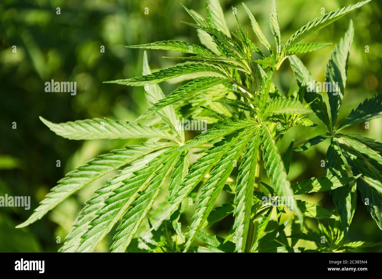 Green background of leaves. Young cannabis plant Stock Photo
