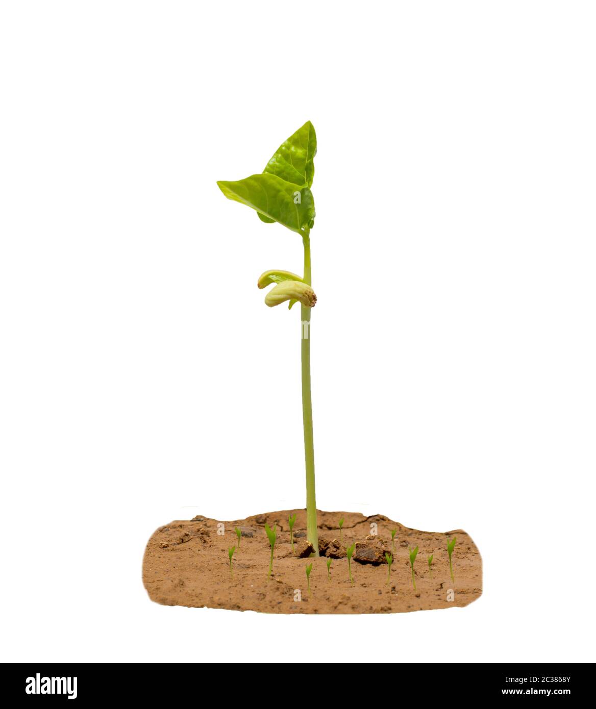 Tree Germinate New life of tree by germination of seedlings on a white background ...