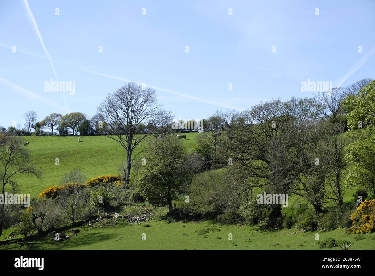 Grazing land with trees and bushes, Ceredigion, Wales.  Taken in early spring. Stock Photo