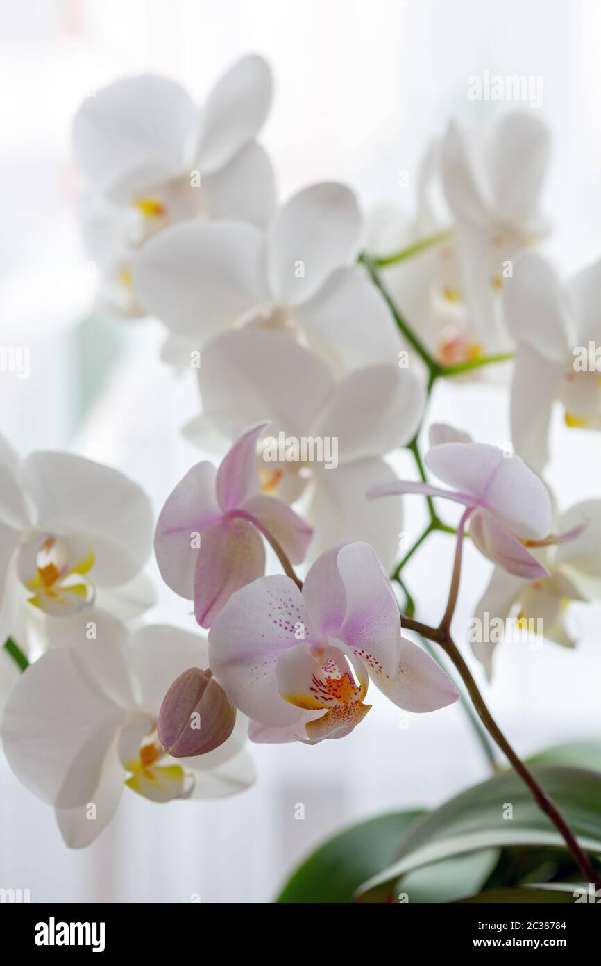 Closeup white pink orchids hi-res stock photography and images - Alamy
