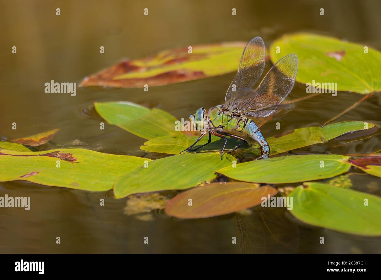 Emperor dragonfly 'Anax imperator' Stock Photo