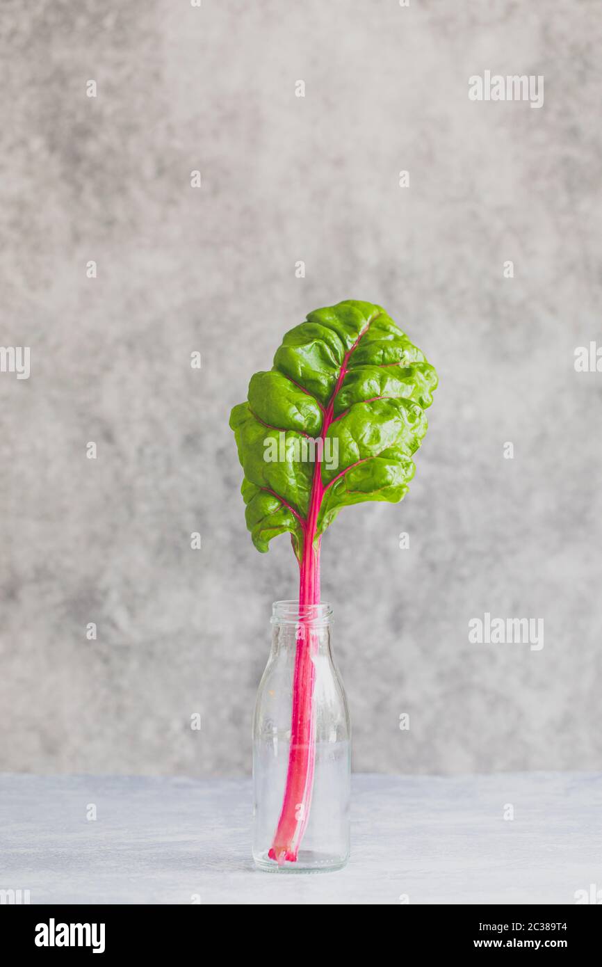 Beta vulgaris or ruby red chard. One plant stem in a reused glass bottle. On a gray background with copy space. Clean simplicity  style portrait of a Stock Photo