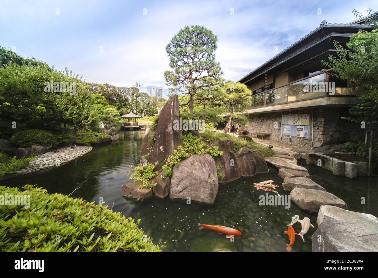 Orange Japanese carp koi in the central pond of Mejiro Garden which is surrounded by large flat ston Stock Photo