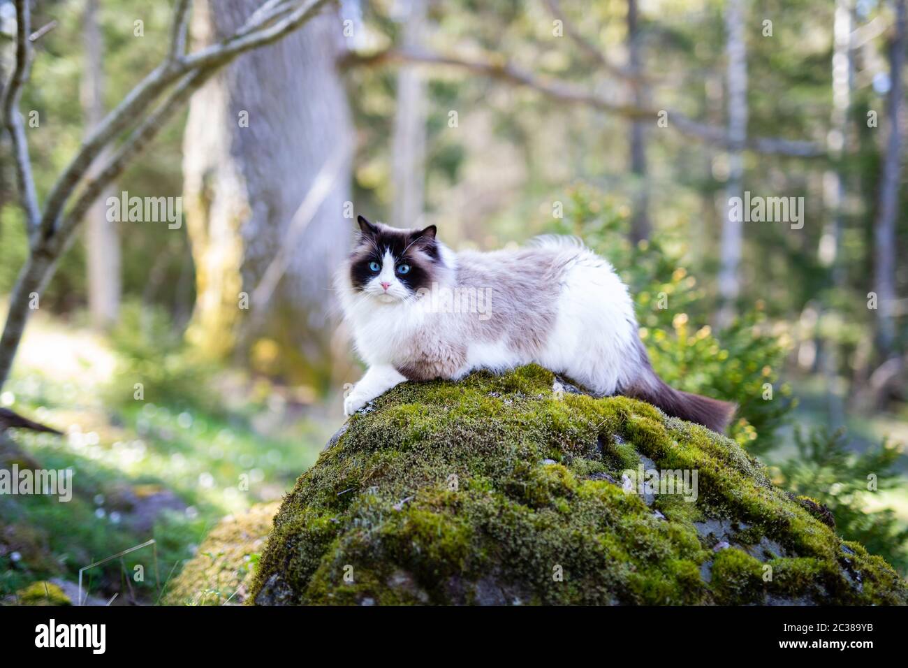 A pretty purebred Ragdoll cat brown bicolor in the forest. The cat is resting on a stone with moss on top, and she is looking out in the woodland. Stock Photo