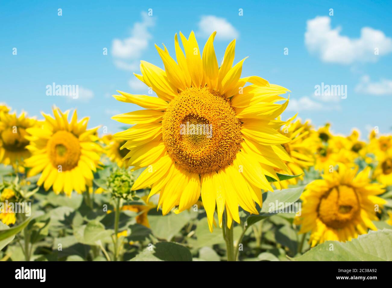 Sunflower Closeup in the Field With Blue Sky and Fluffy Clouds In ...
