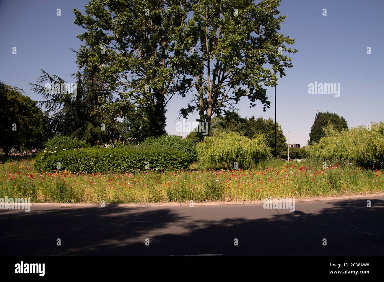 Traffic Island planted with wild flowers in Coventry junction of A4600