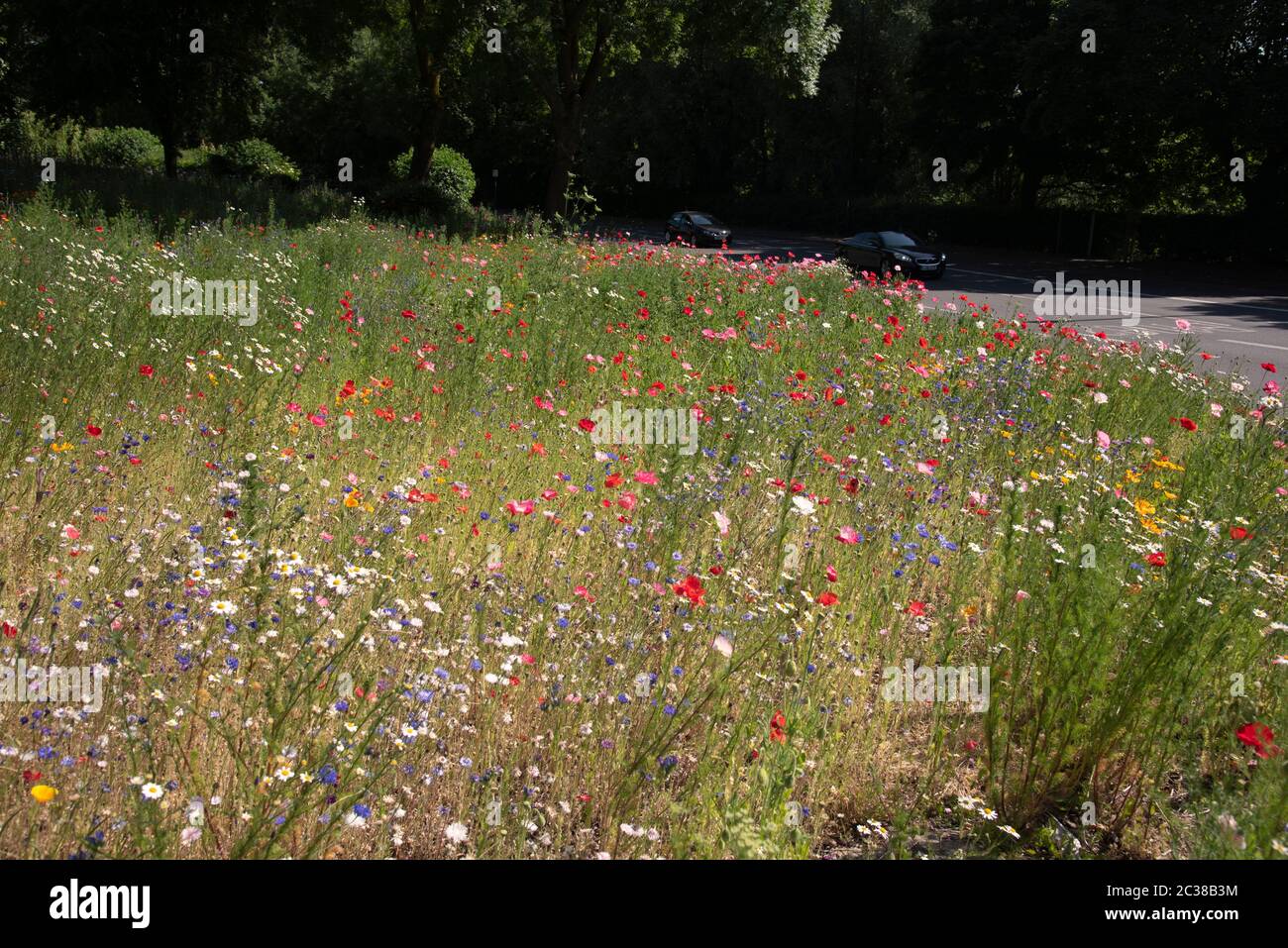 Traffic Island planted with wild flowers in Coventry junction of A4600 ...