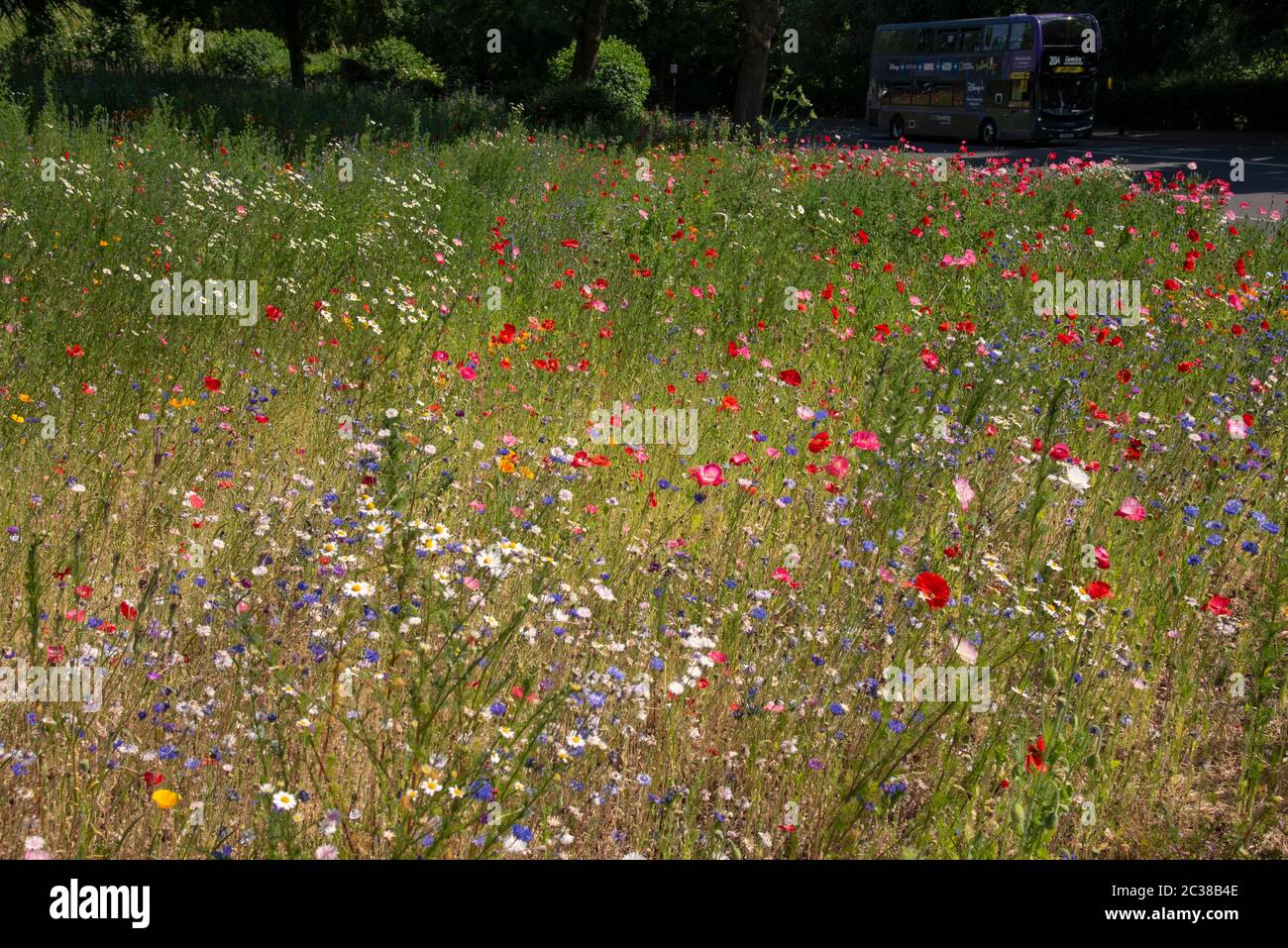 Traffic Island planted with wild flowers in Coventry junction of A4600 ...
