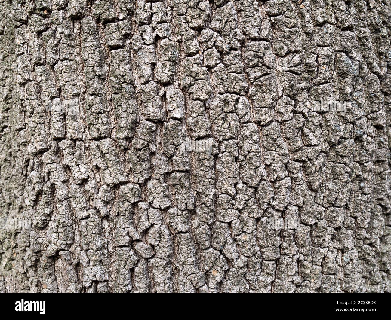 Real oak bark close up background texture Stock Photo