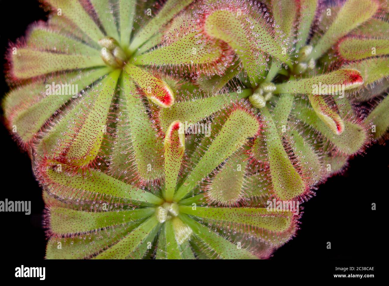 Sundew Plants High Resolution Stock Photography And Images Alamy