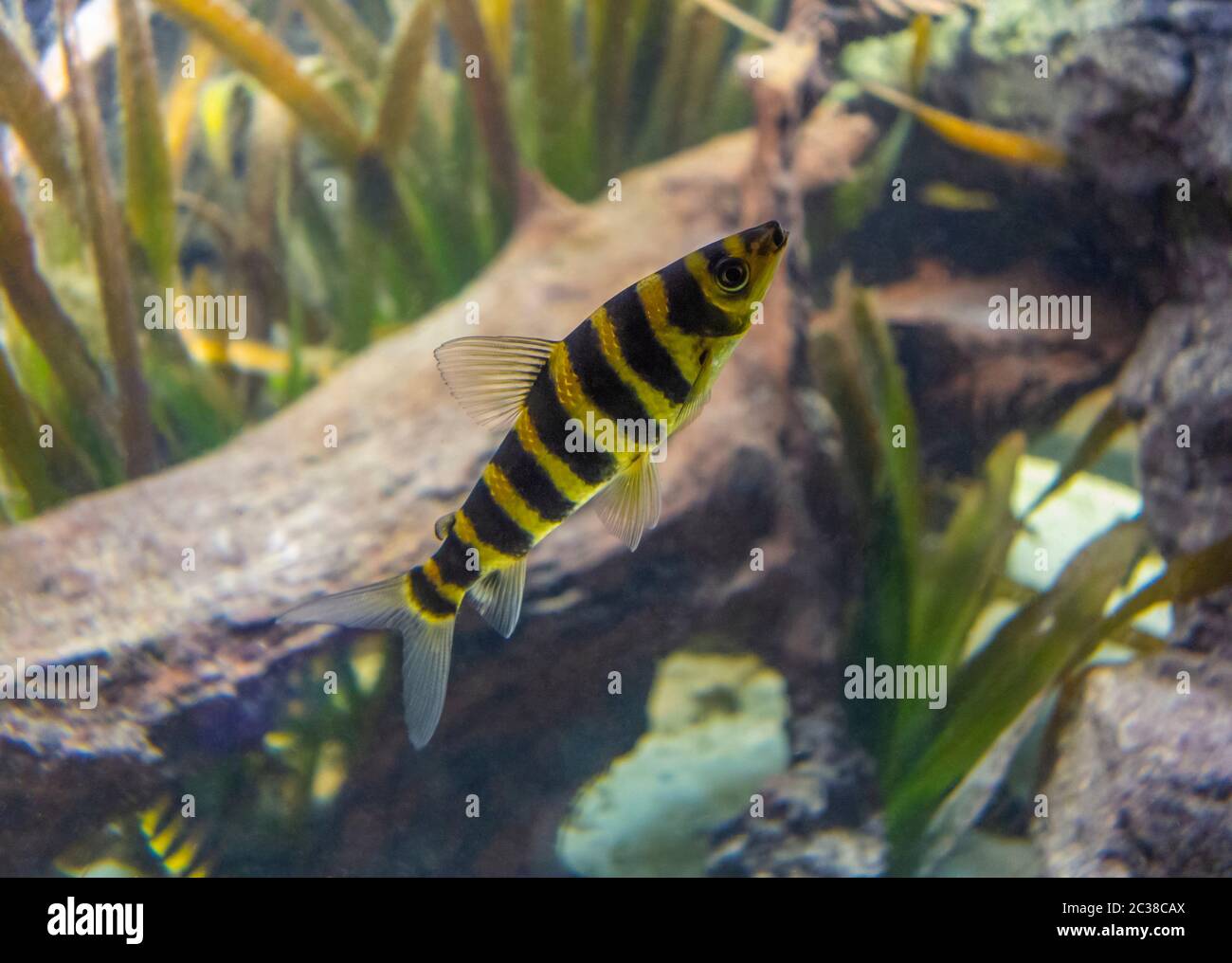 underwater scenery showing some banded leporinus fishes in natural ambiance Stock Photo