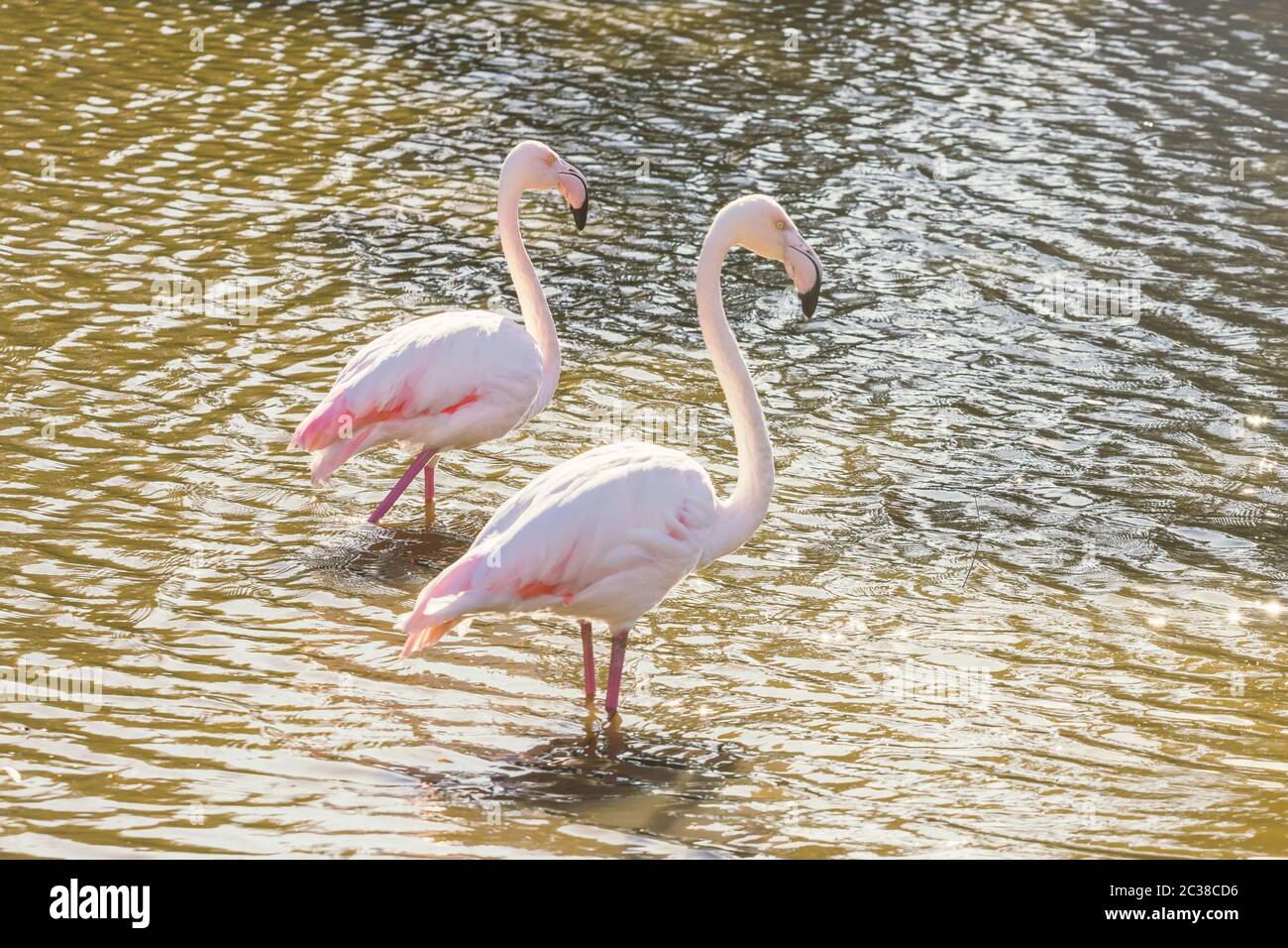 Two pink flamingos walking in the water in natural environment Stock ...