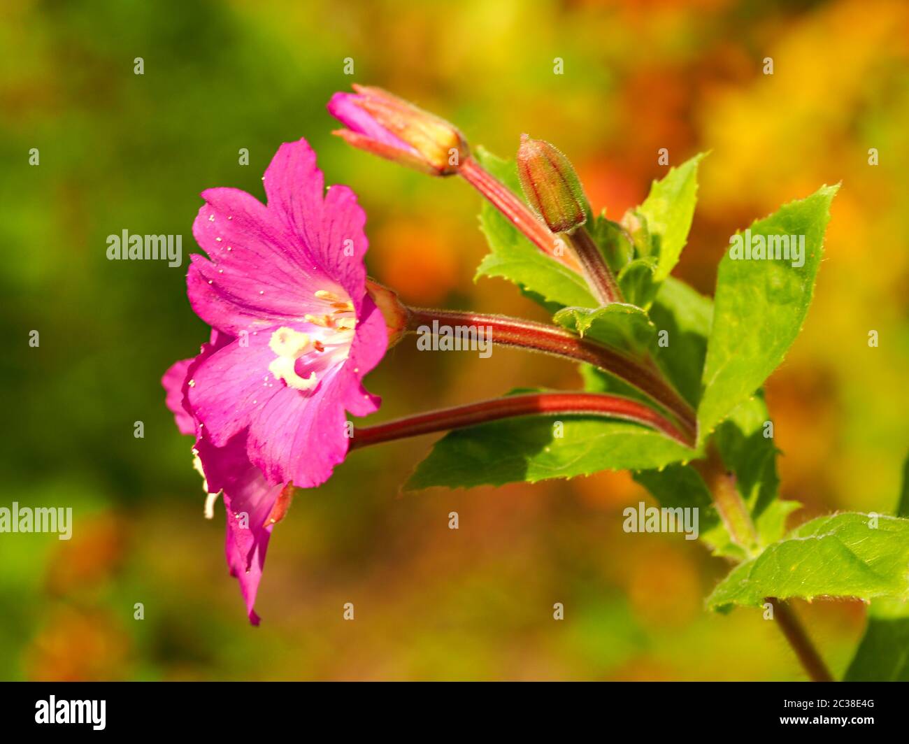 Closeup of the pink flowers, buds and green leaves of great willowherb, Epilobium hirsutum, in a nature reserve in North Yorkshire, England Stock Photo