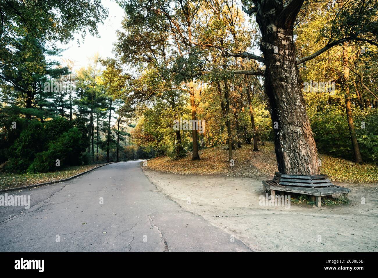 Road in the park with a bench under a tree Stock Photo - Alamy