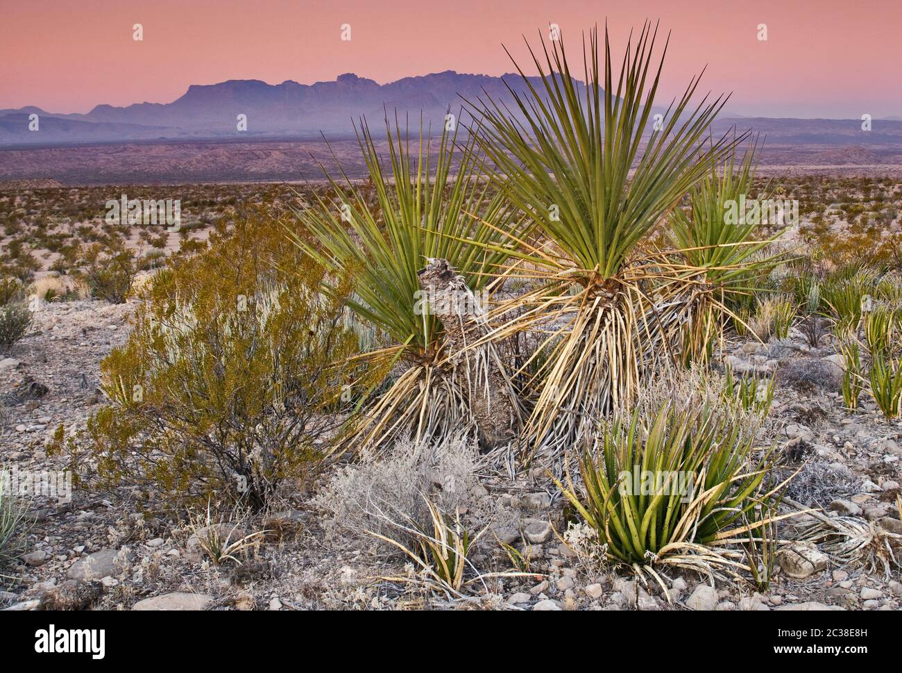 Chisos Mountains at sunrise, yuccas, lechuguilla agaves and creosote bushes, Old Ore Road at Chihuahuan Desert in Big Bend National Park, Texas, USA Stock Photo